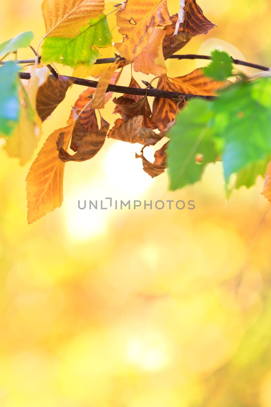 autumn background