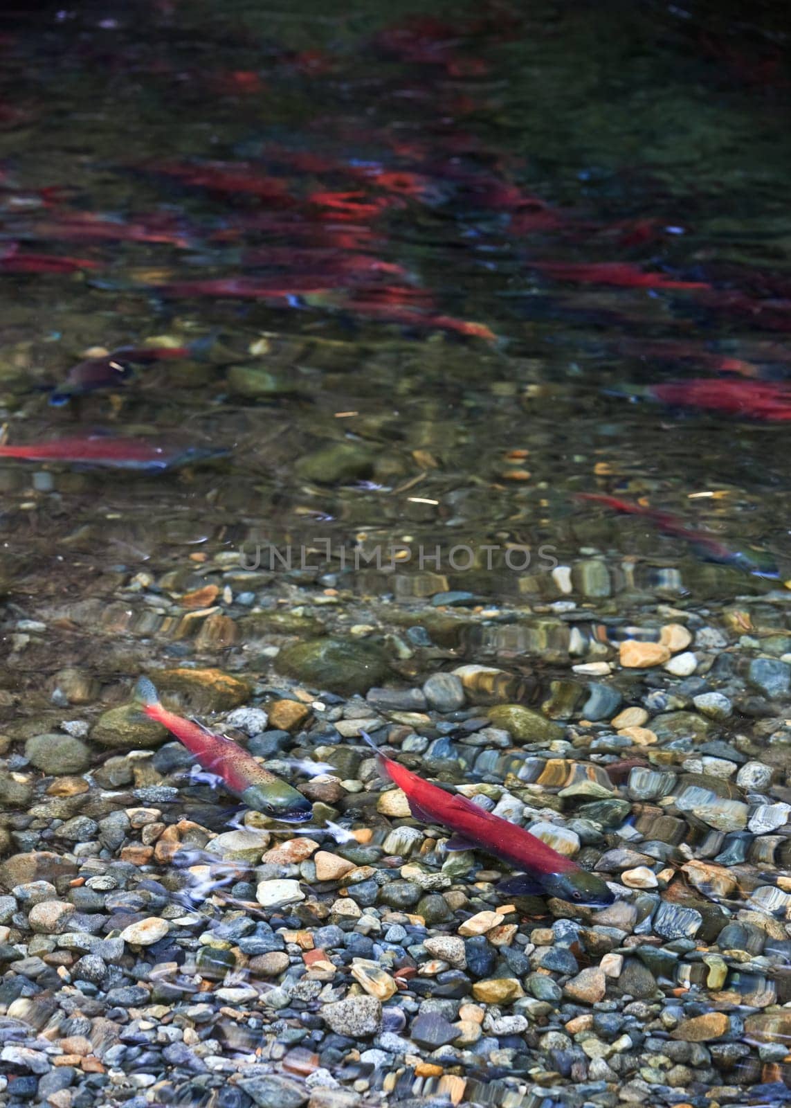 spawning salmon