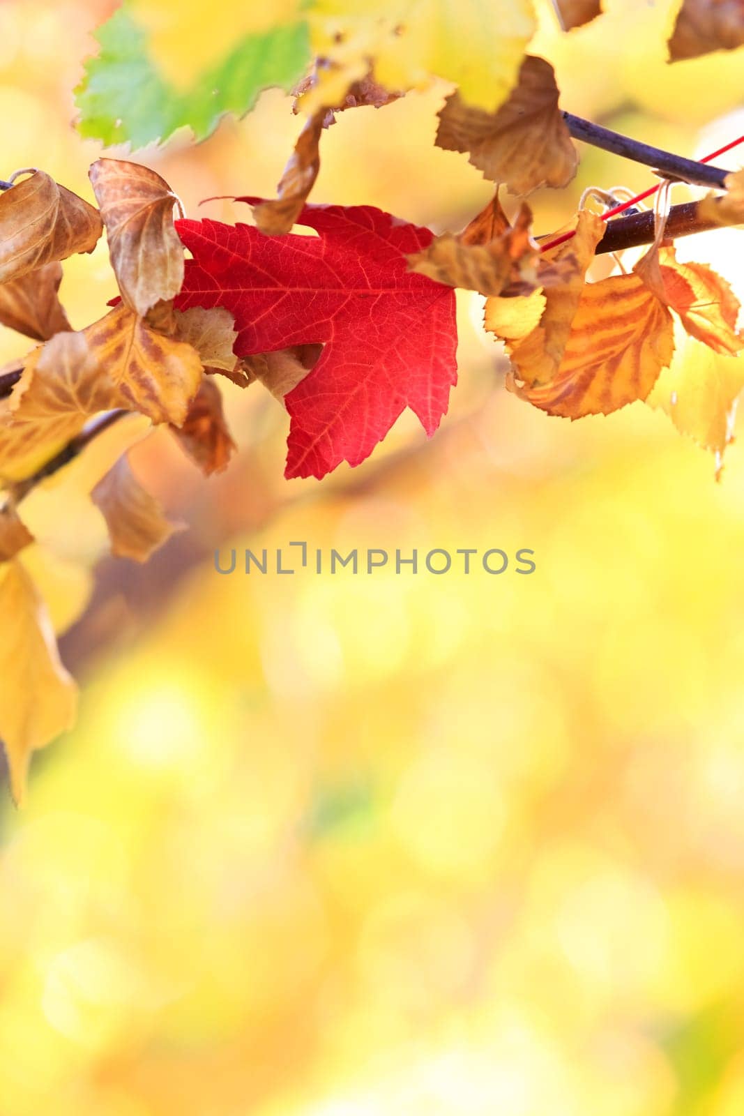 autumn background
