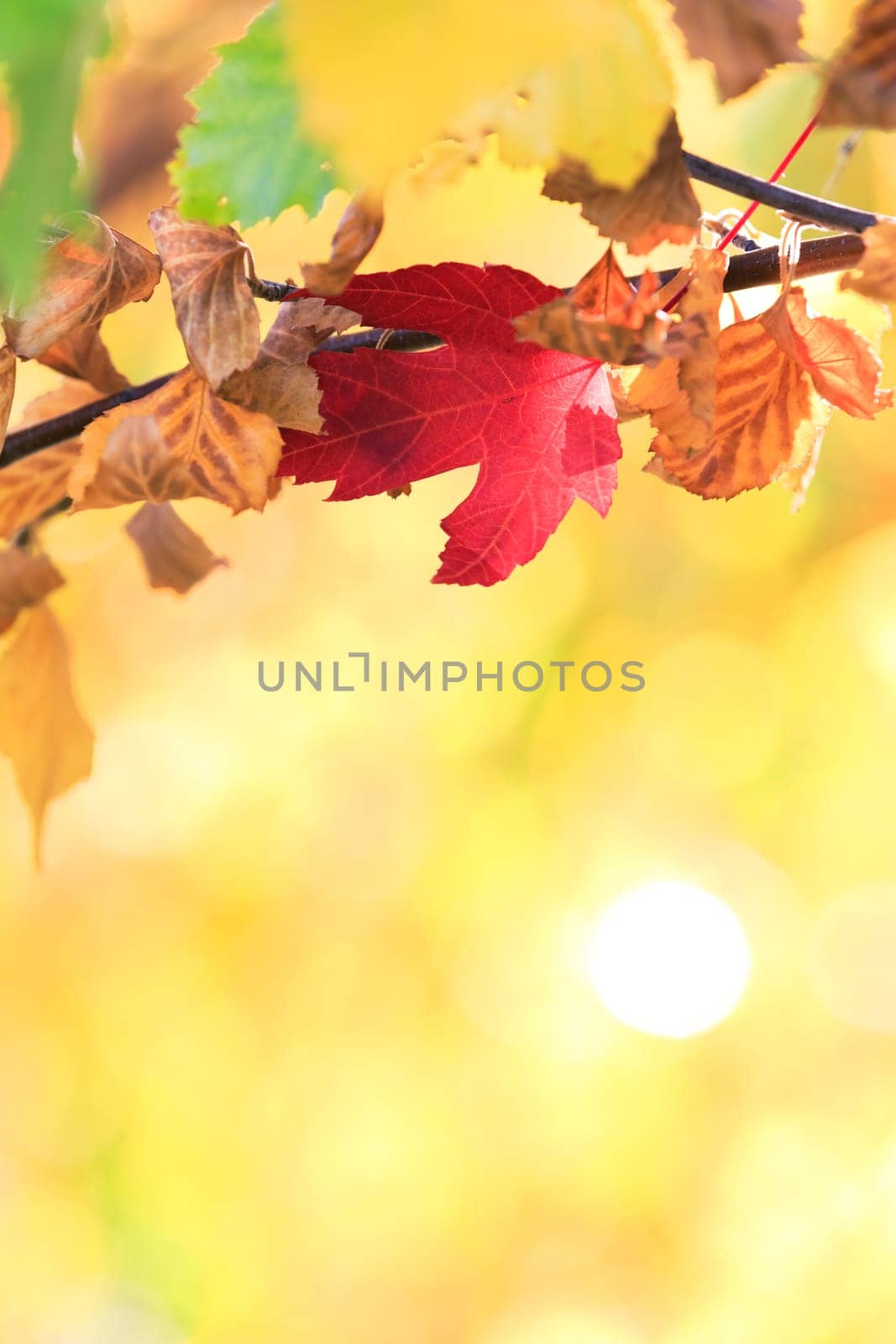 autumn background