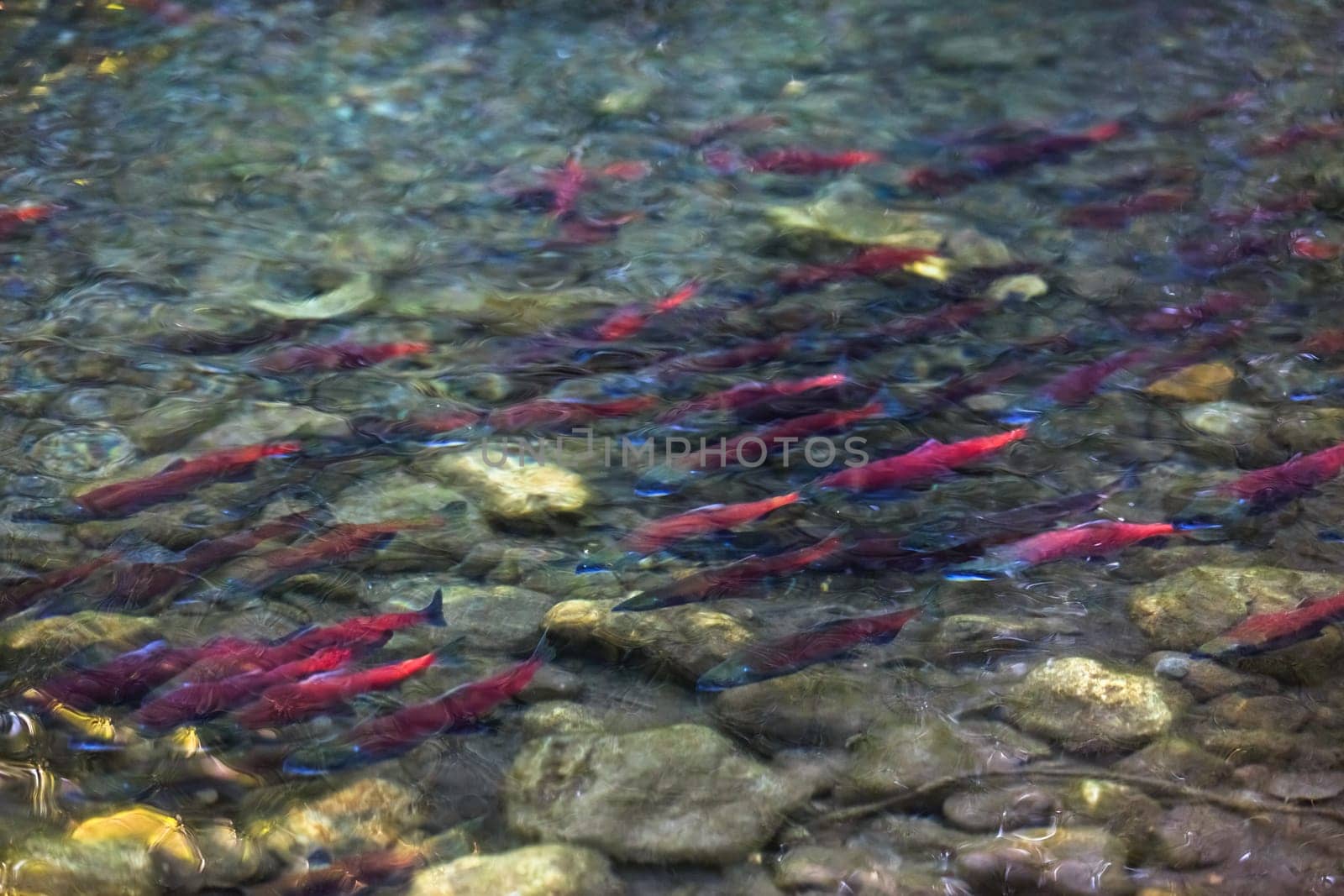 spawning salmon