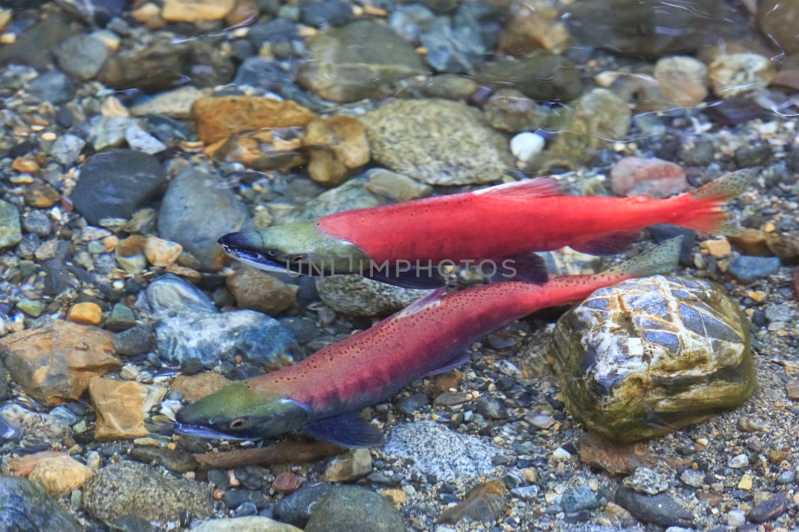 spawning salmon