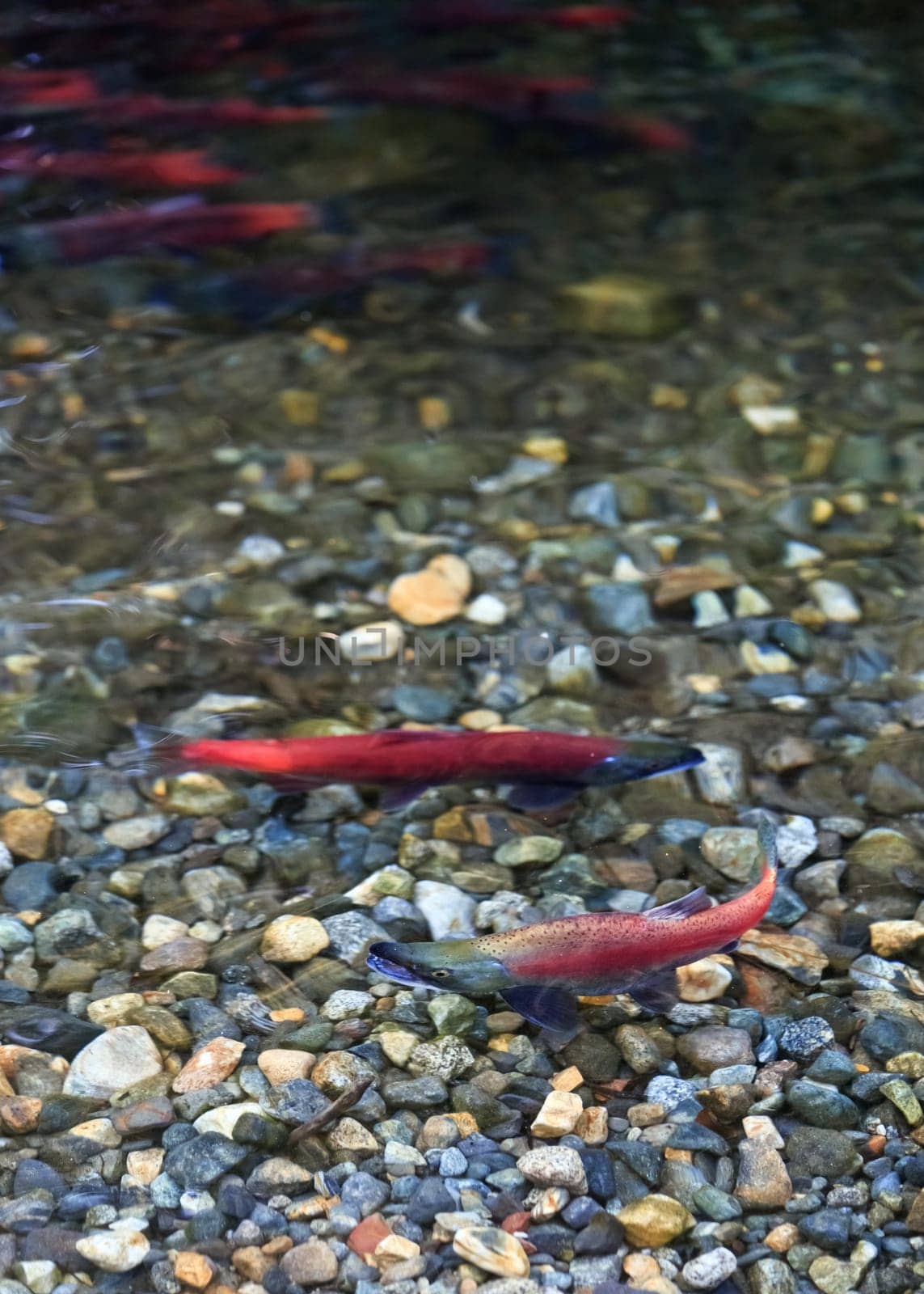 spawning salmon