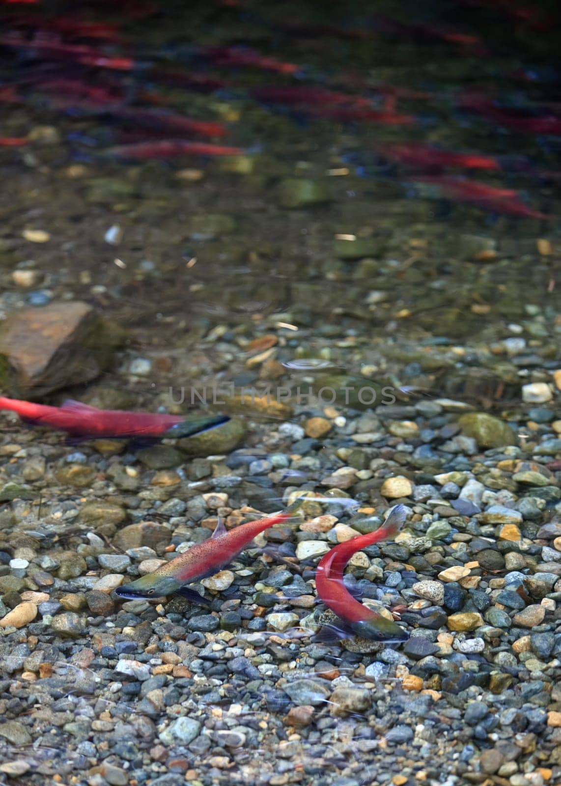 spawning salmon