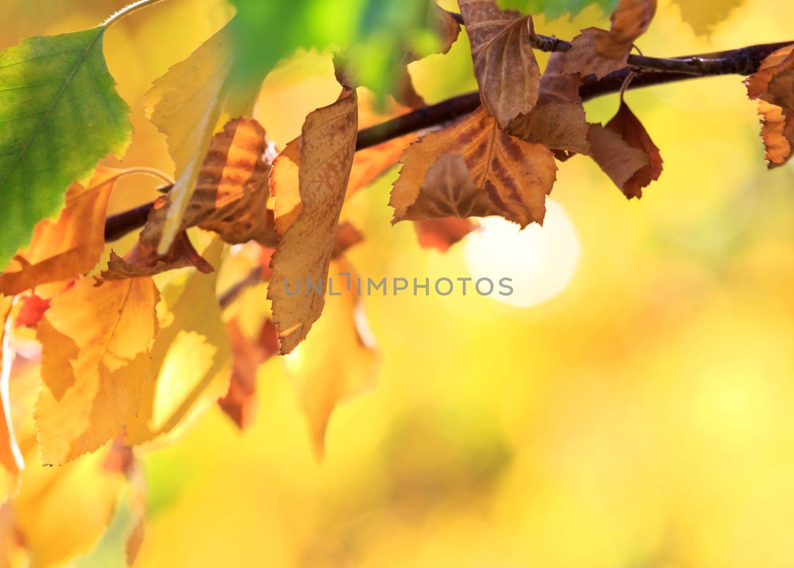 autumn background