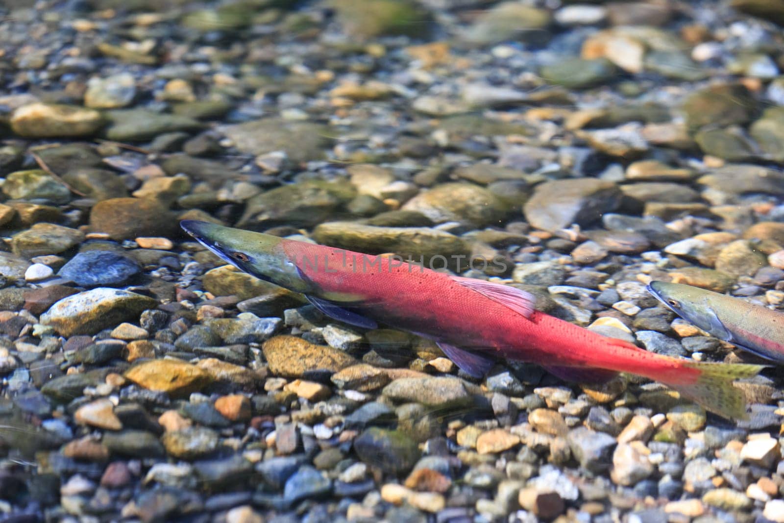 spawning salmon