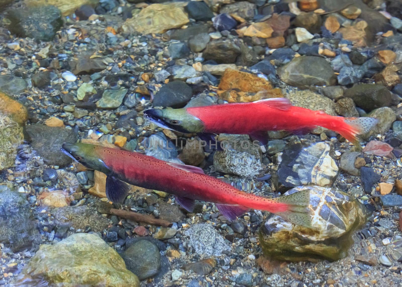 spawning salmon
