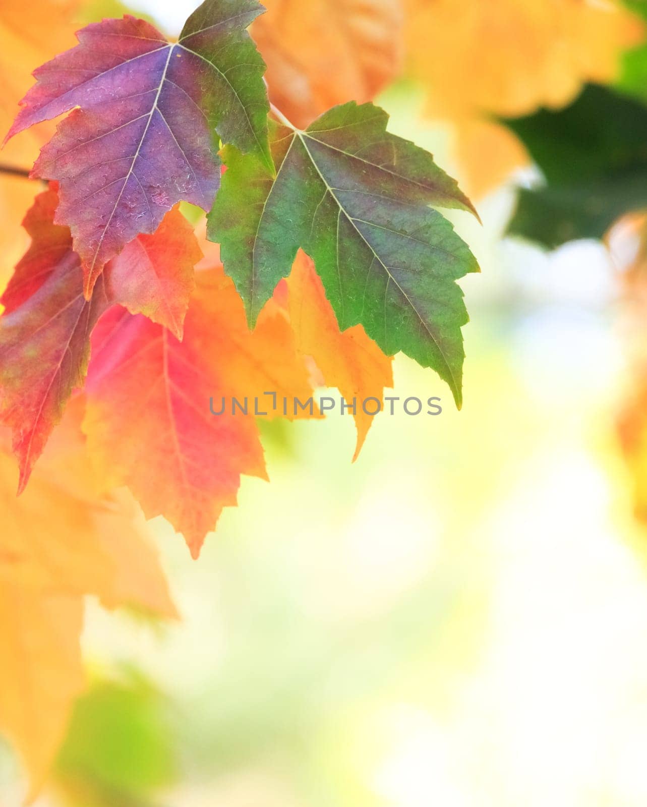 autumn background