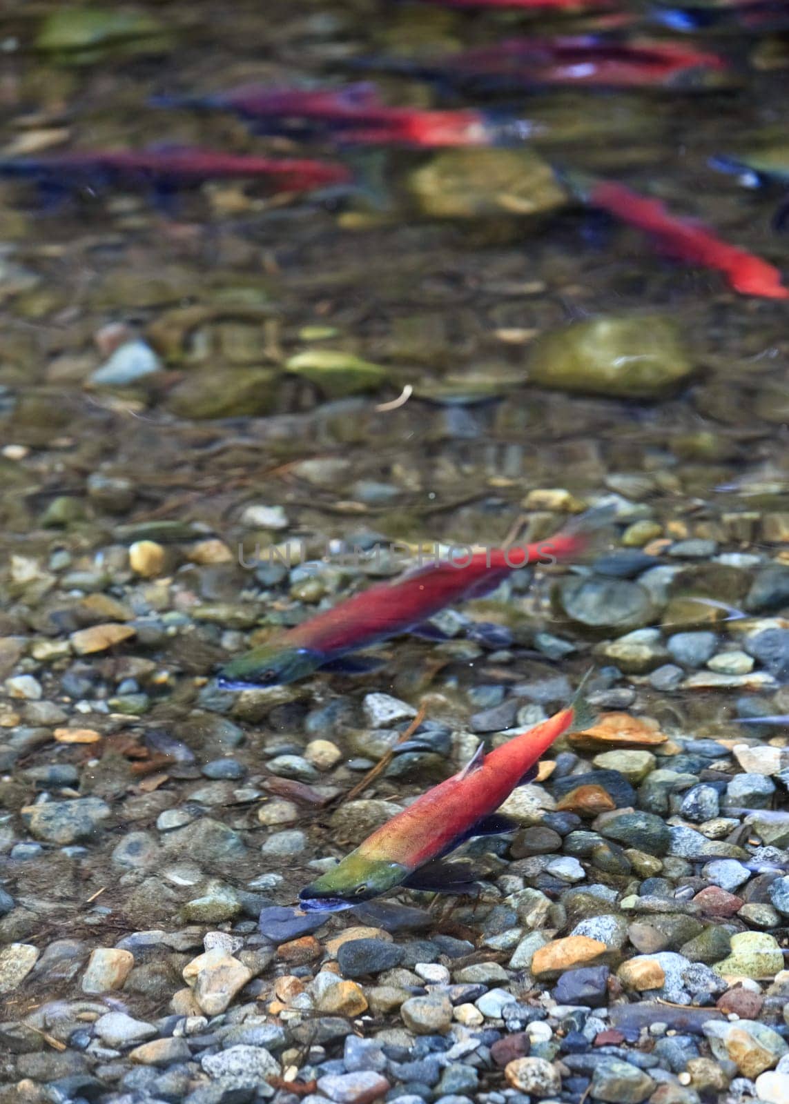 spawning salmon