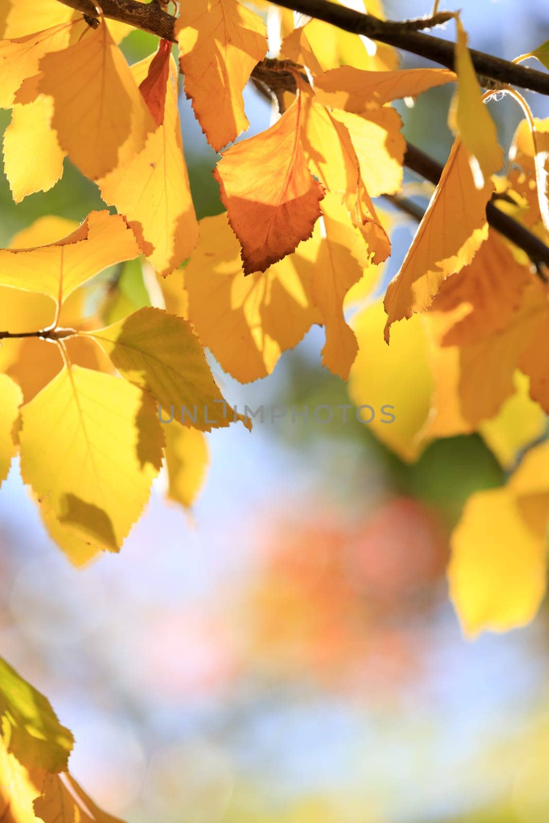 autumn background