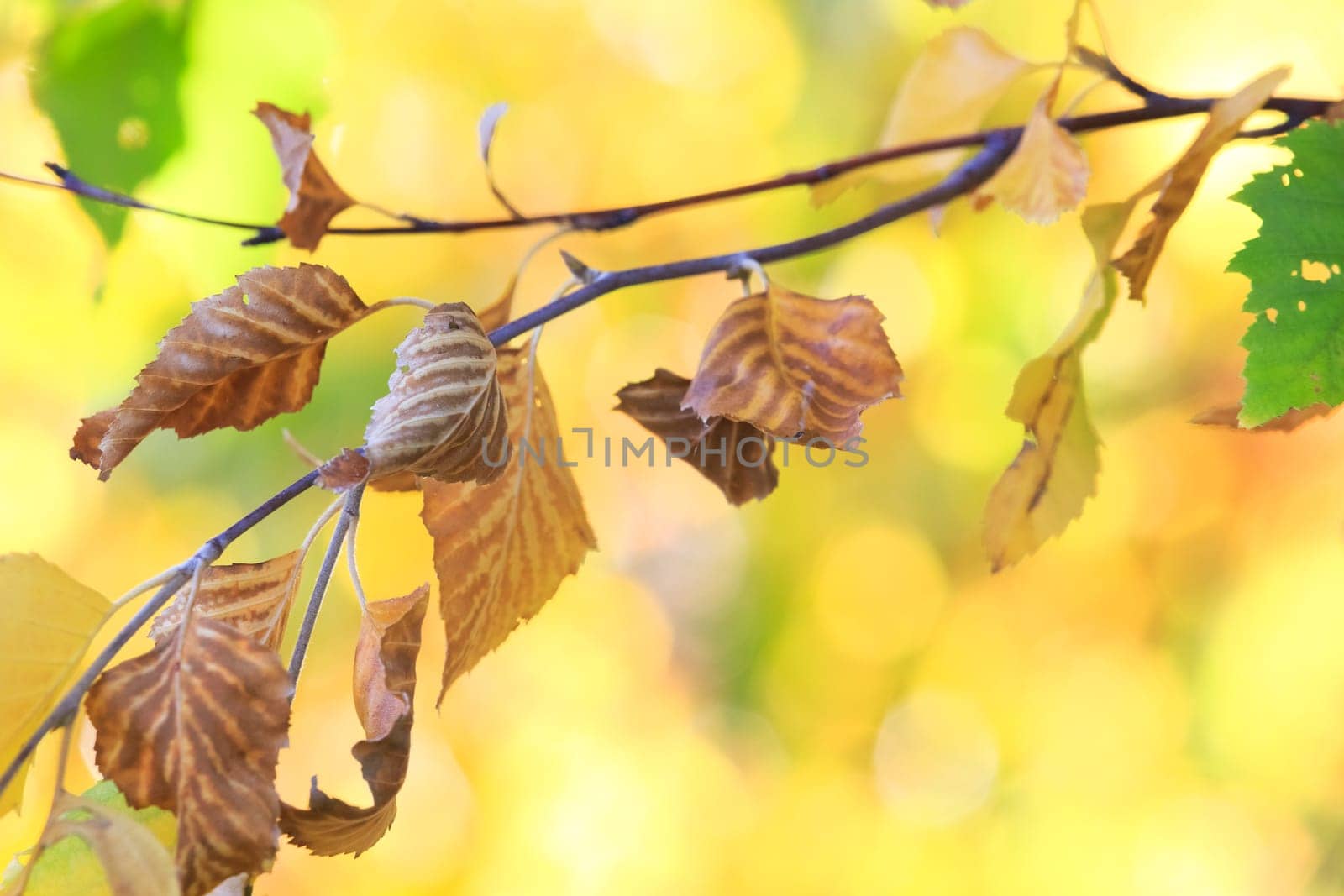 autumn background