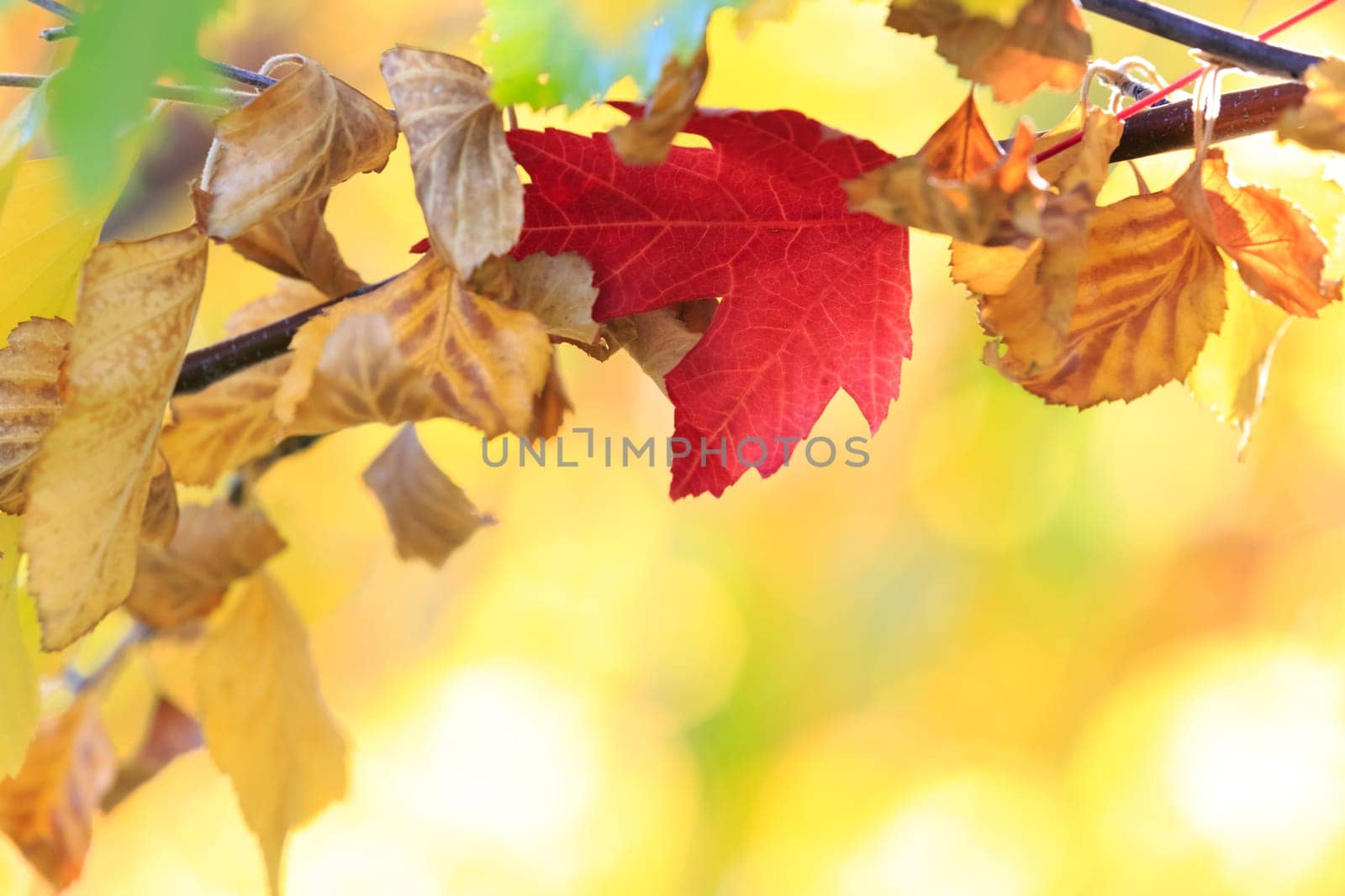 autumn background