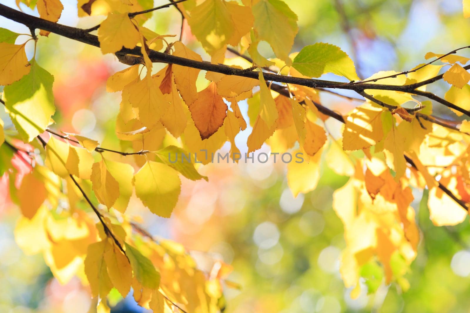 autumn background