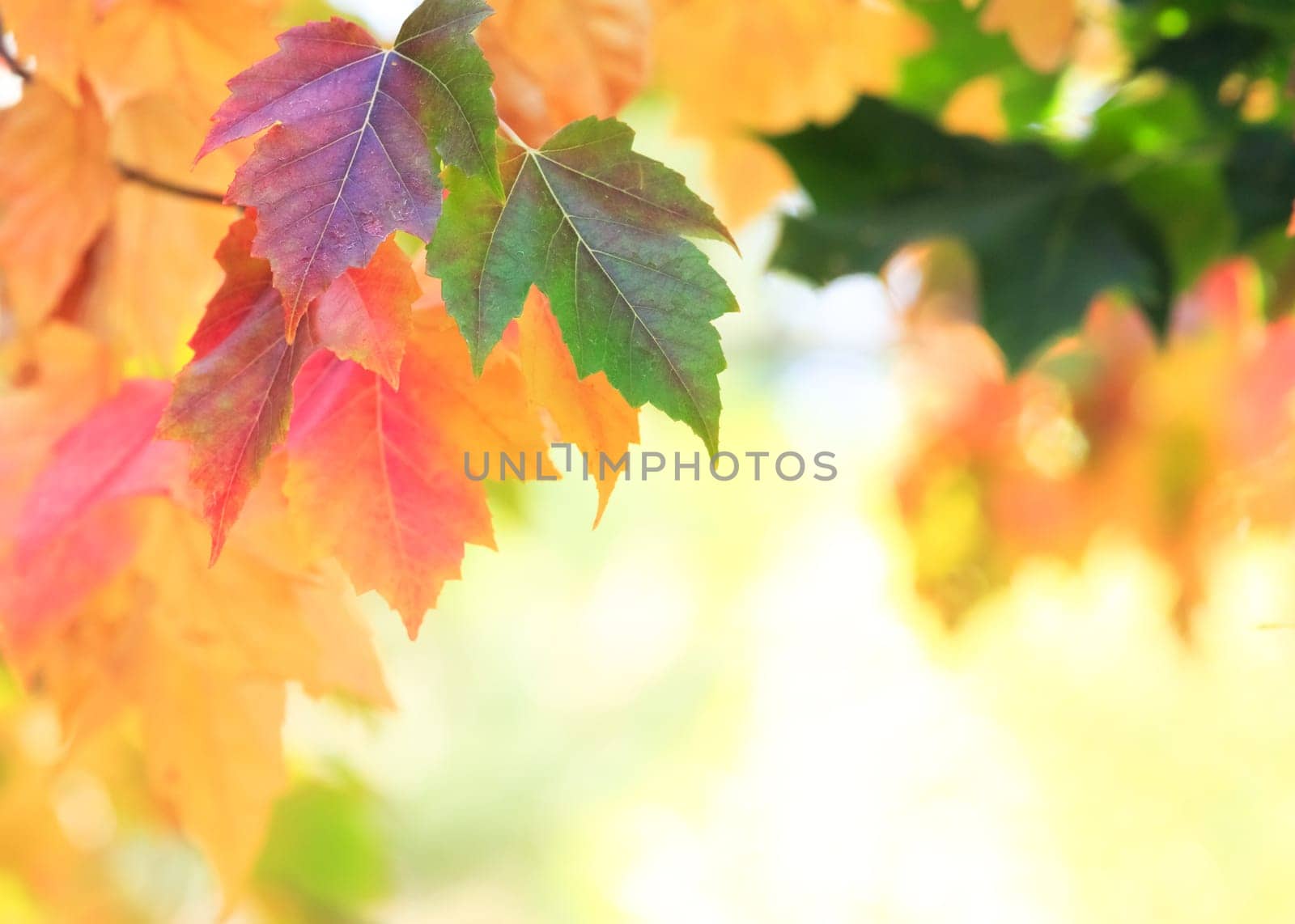 autumn background
