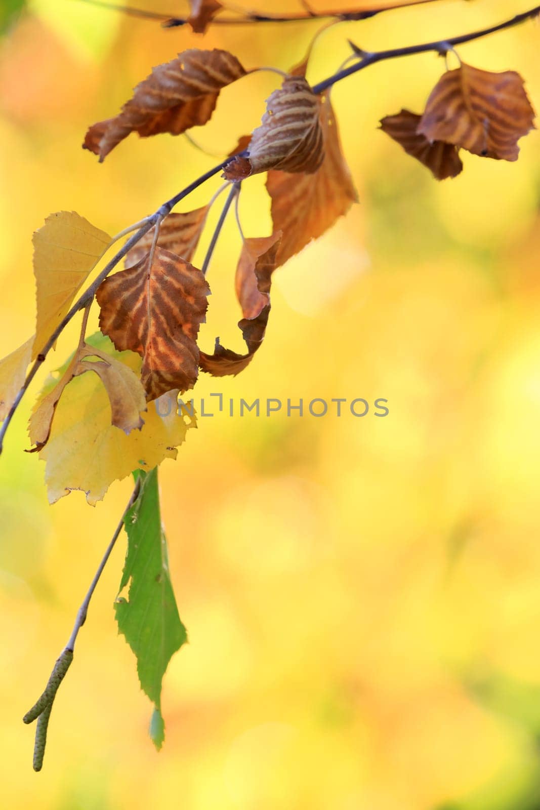 autumn background