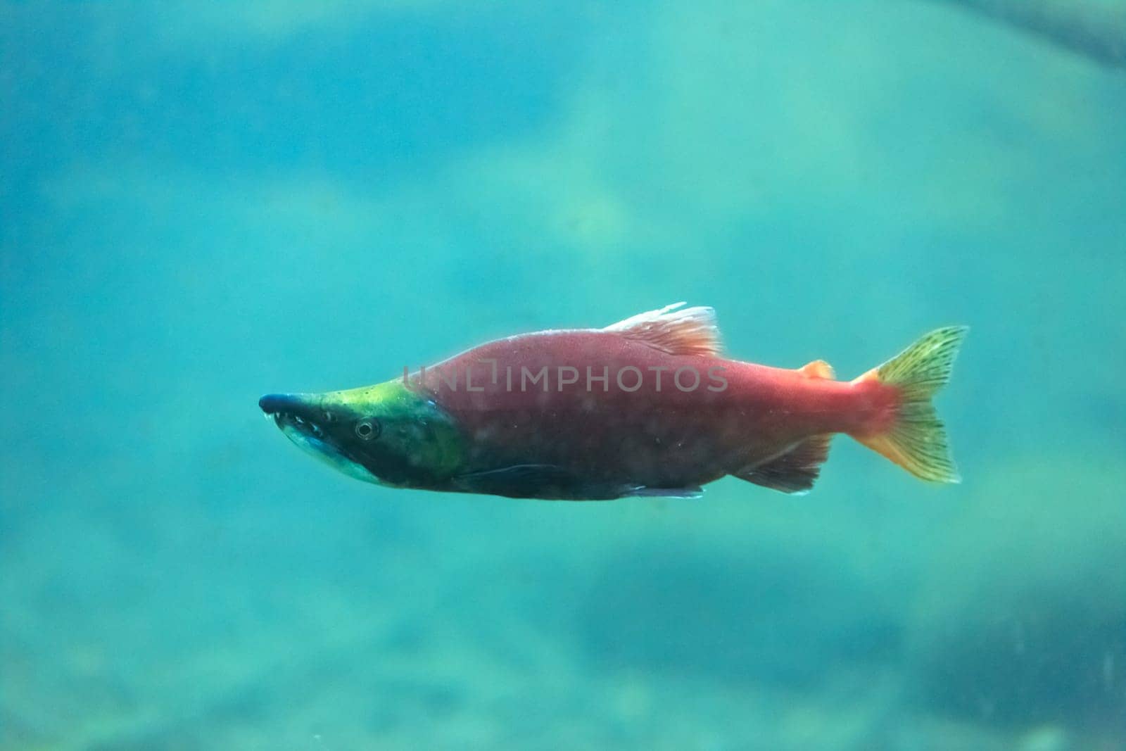 spawning salmon