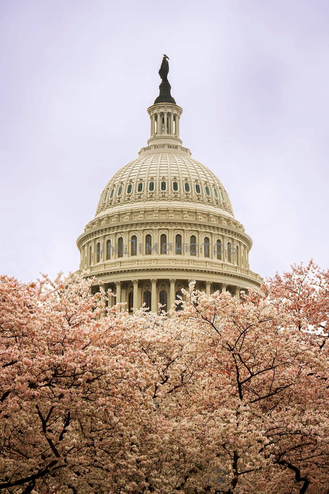 US Capitol in Washington DC with cherry blossoms