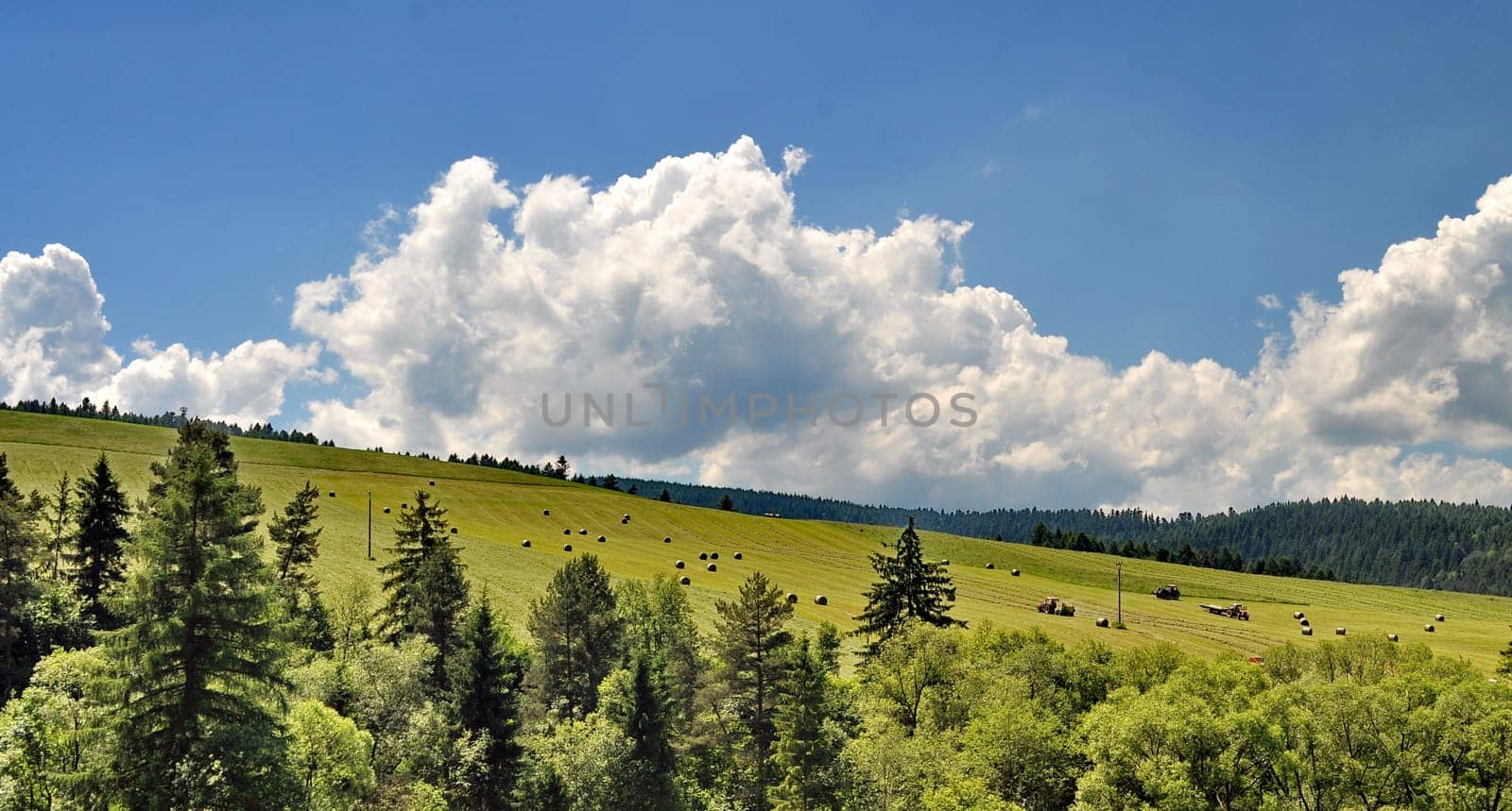 Tree on a hill with blue sky and white clouds