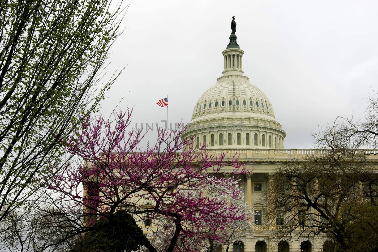 US Capitol in Washington DC with cherry blossoms