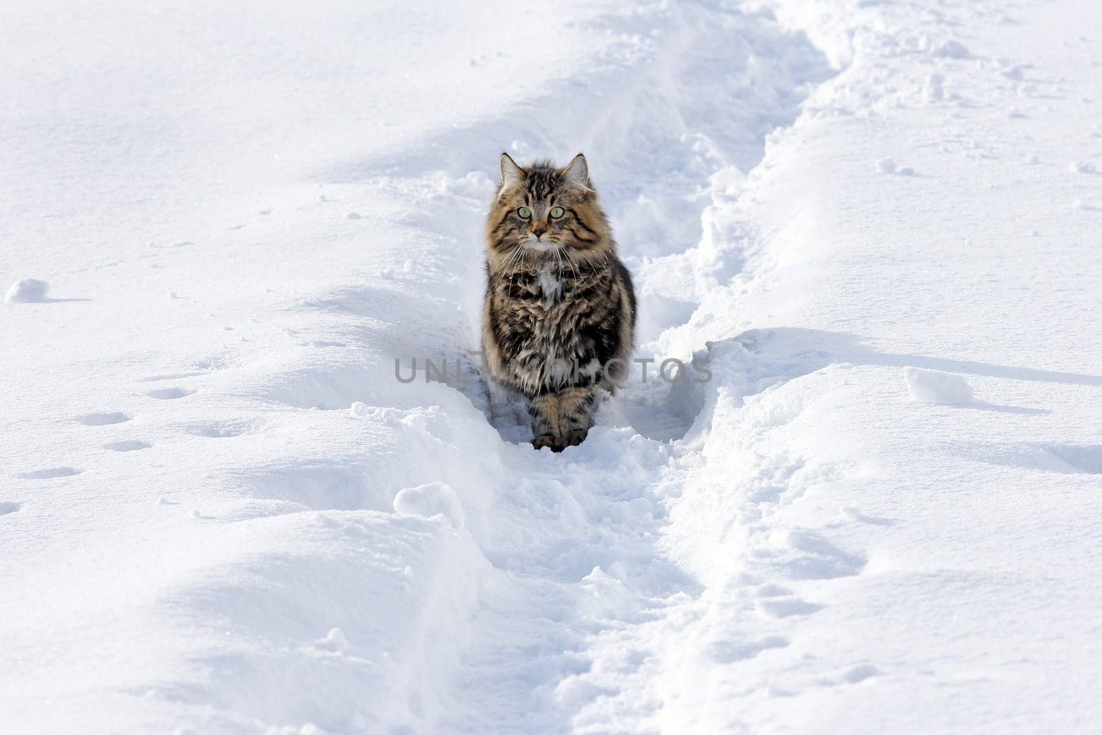 Curious in the snow