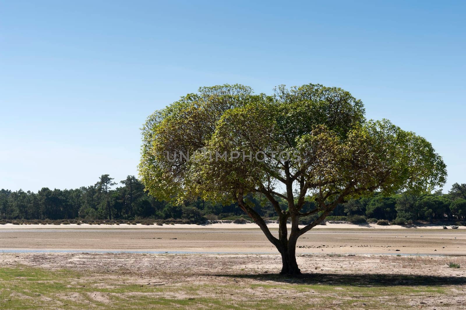 Lone tree by the beack in Troia, Portugal