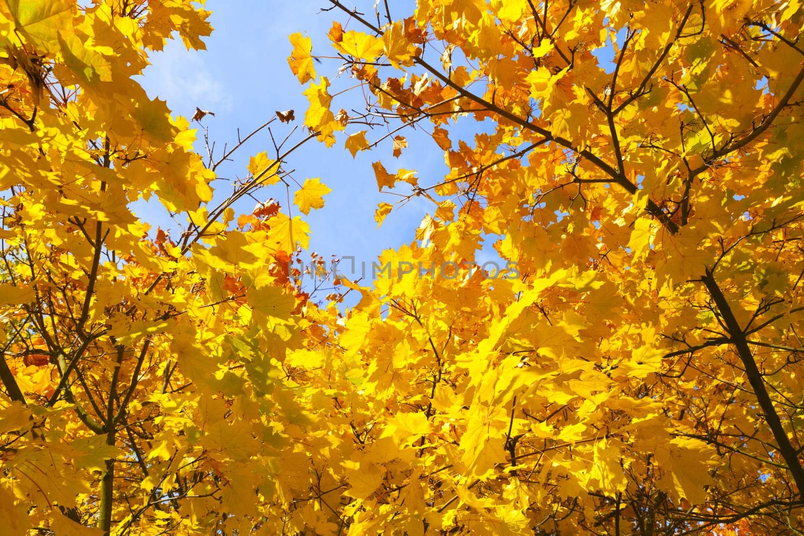 View through a maple tree wrapped in autumn colors to the blue sky