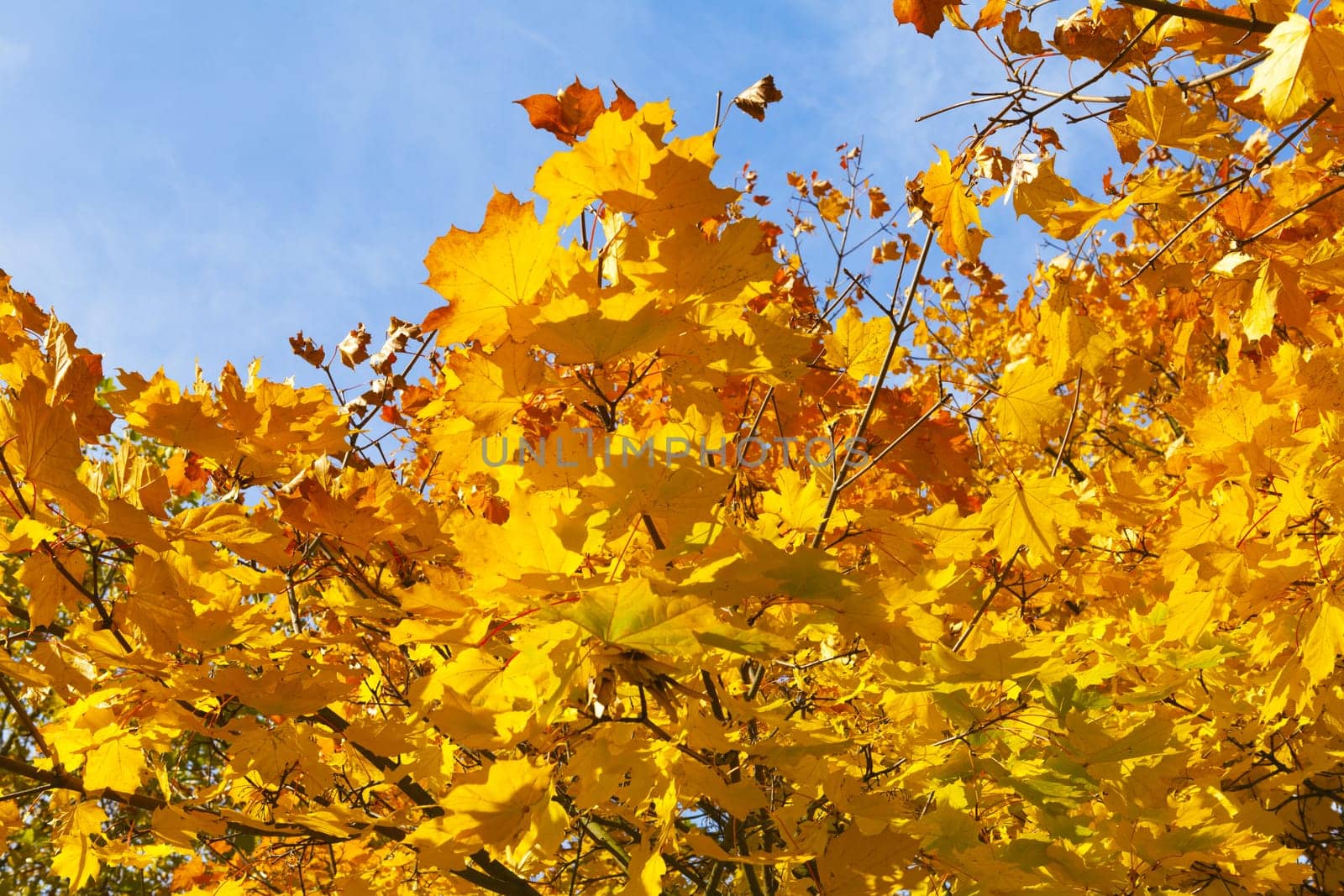 Maple tree with golden leaves against blue sky