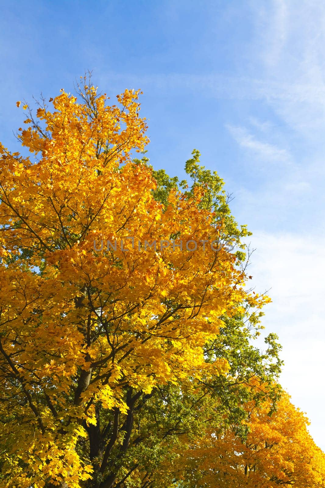 Trees wrapped in beautiful autumn colours in front of blue skies