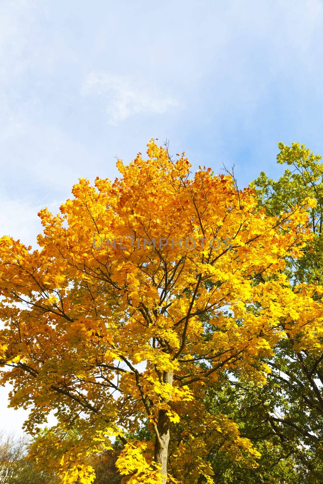 Golden and reddish-brown leaves in autumn