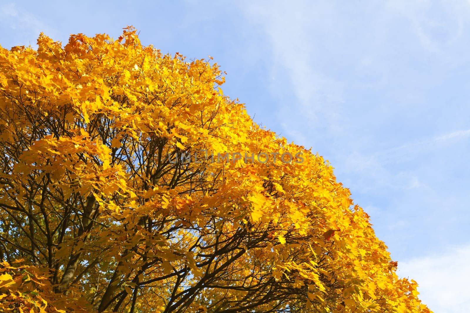 View of a maple tree wrapped in golden autumn colors