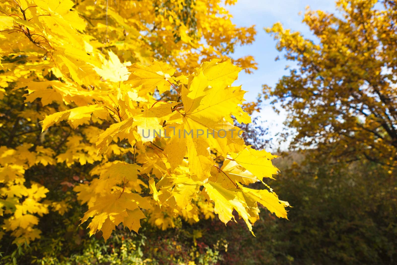 Branches with beautiful golden yellow maple leaves in the autumn light