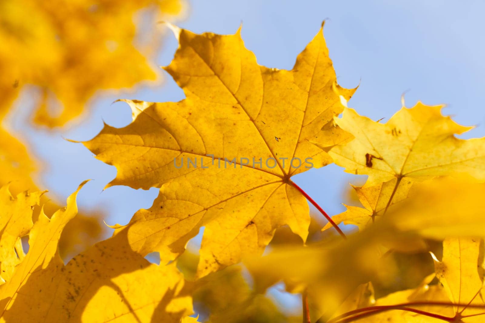 Maple leaf glows in the light of the October sun