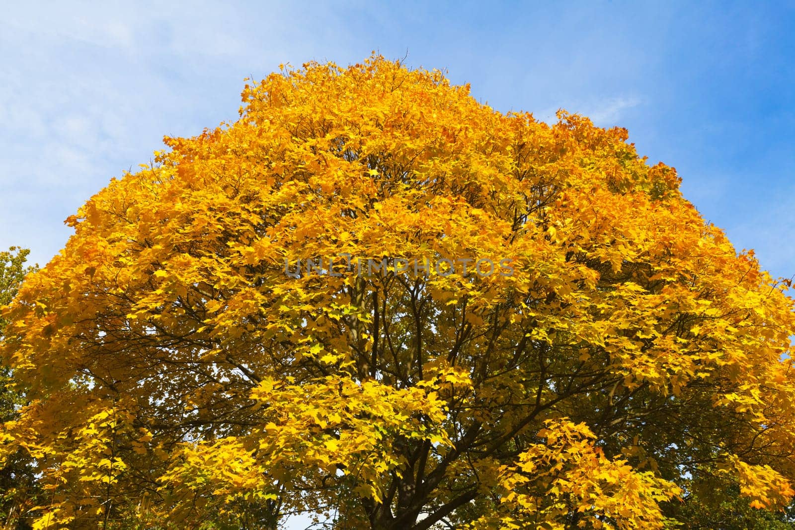 Trees wrapped in warm autumnal colors against a blue sky
