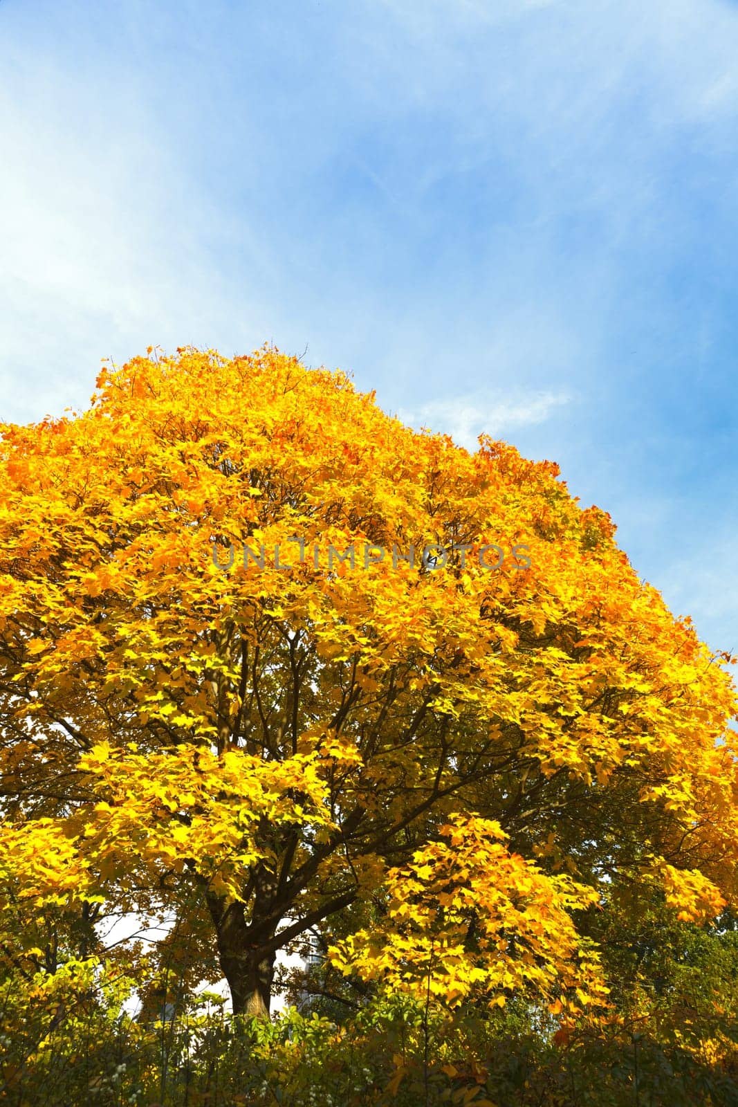 A tree wrapped in autumn colors against a blue sky