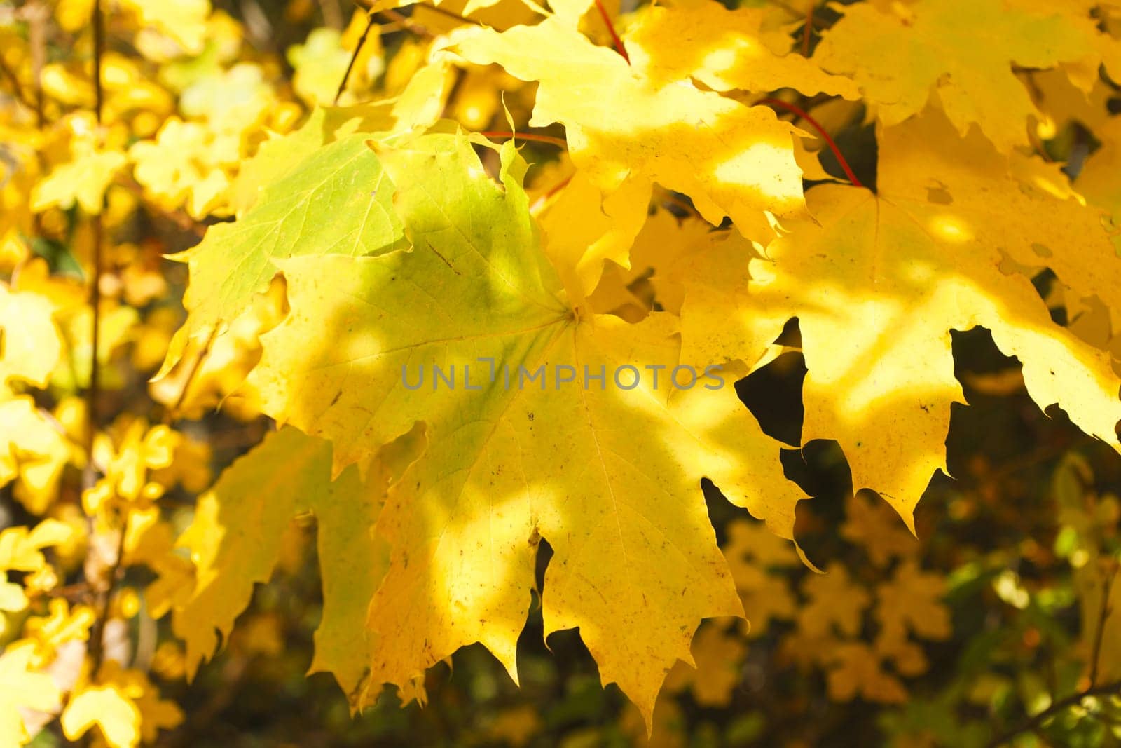Maple leaf in a close-up glowing in beautiful fall colors