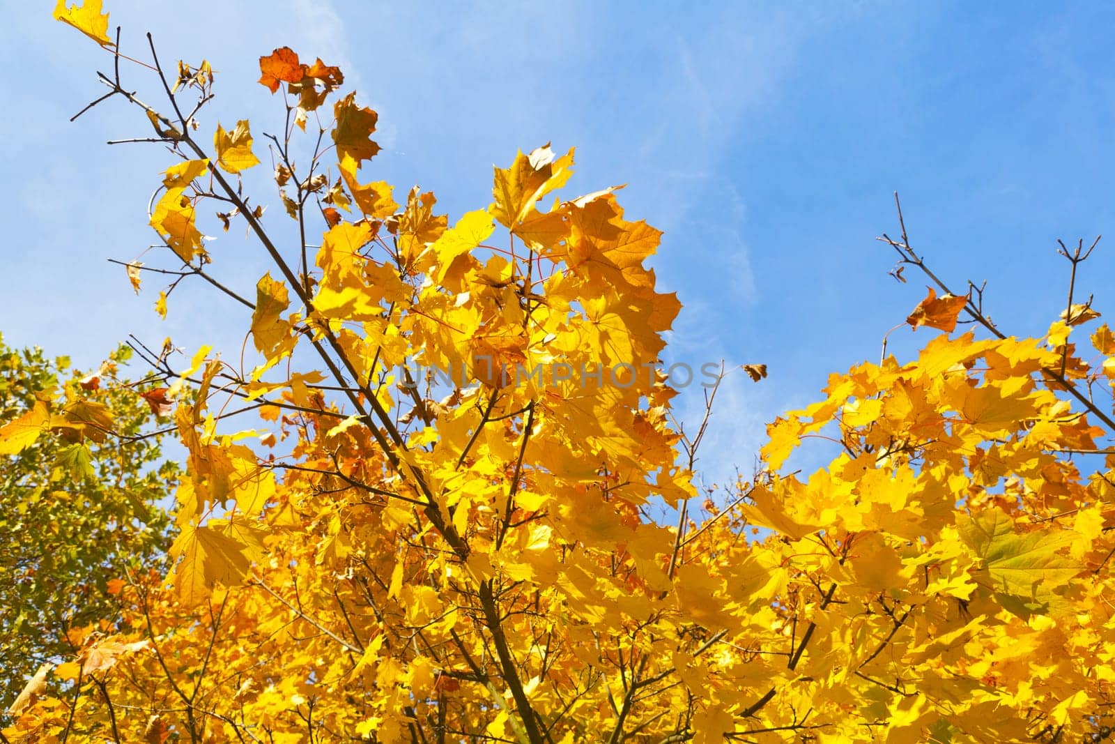 View of foliage on a tree in autumn