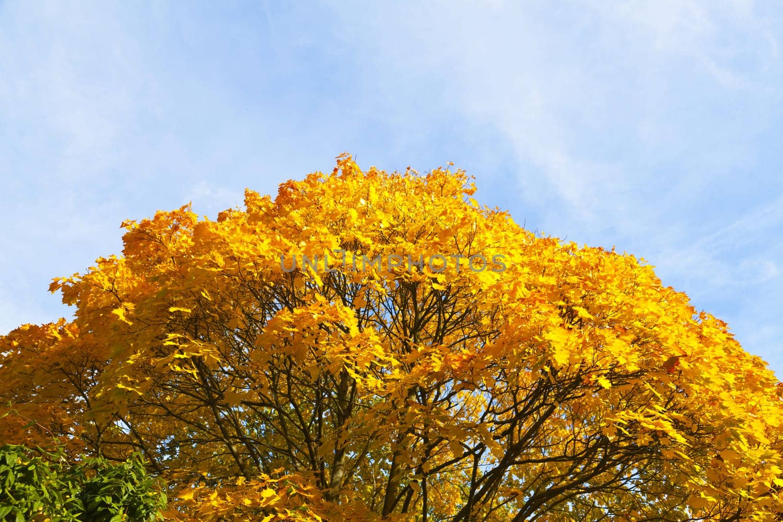 Autumn leaves on the maple tree against blue sky in October