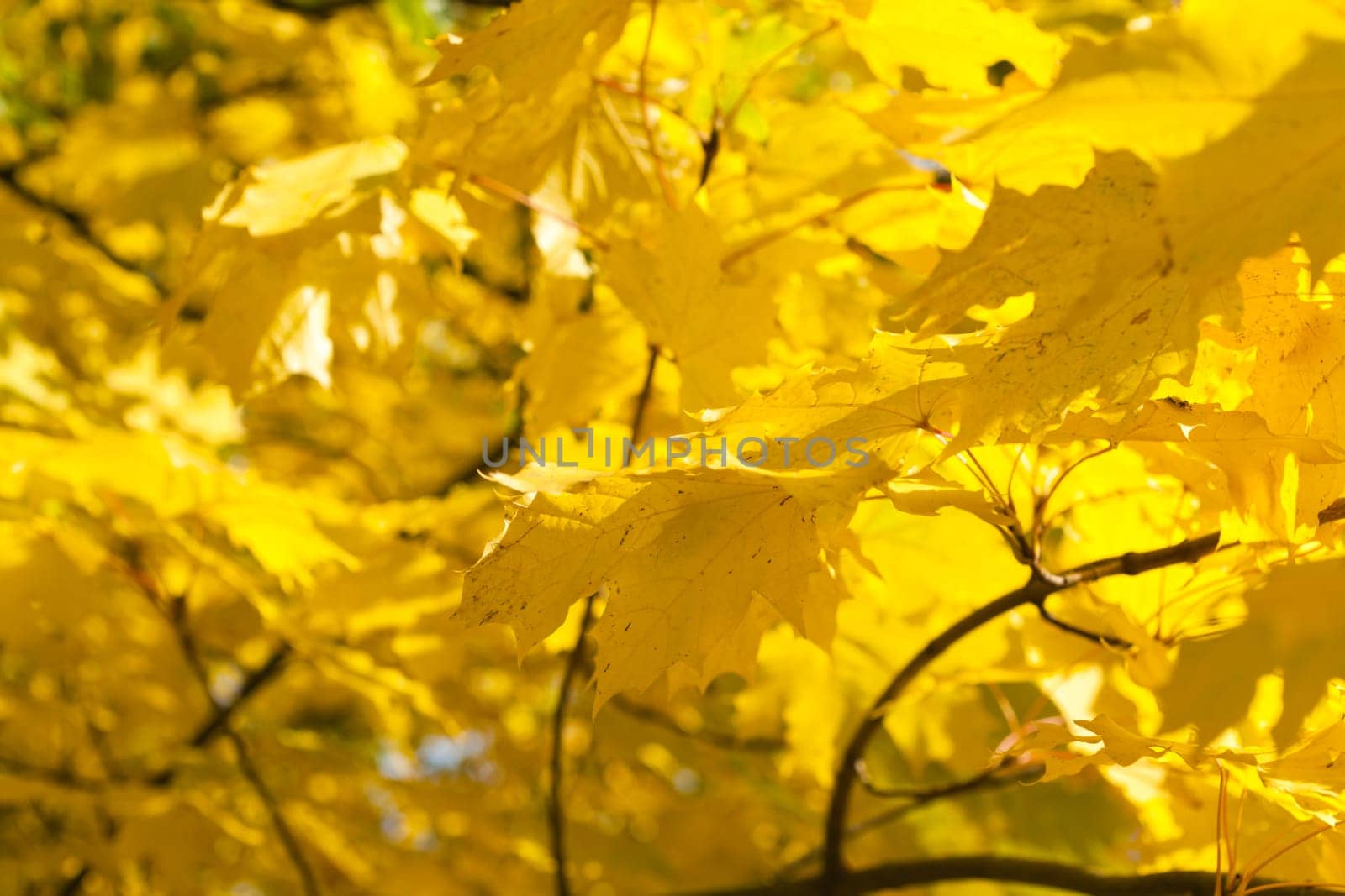Background of yellow gold leaves on the tree