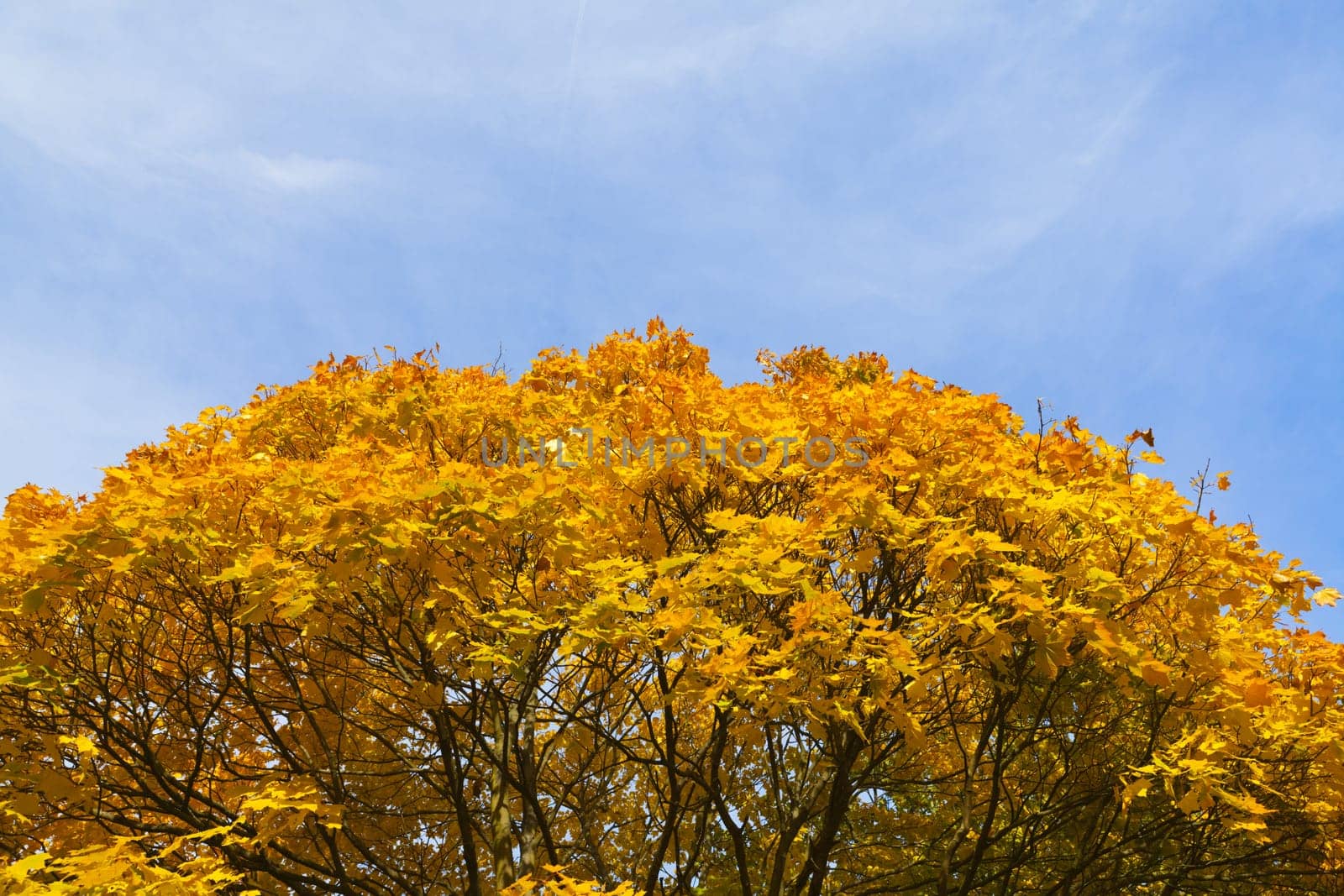 Treetop wrapped in autumn colors cor blue sky
