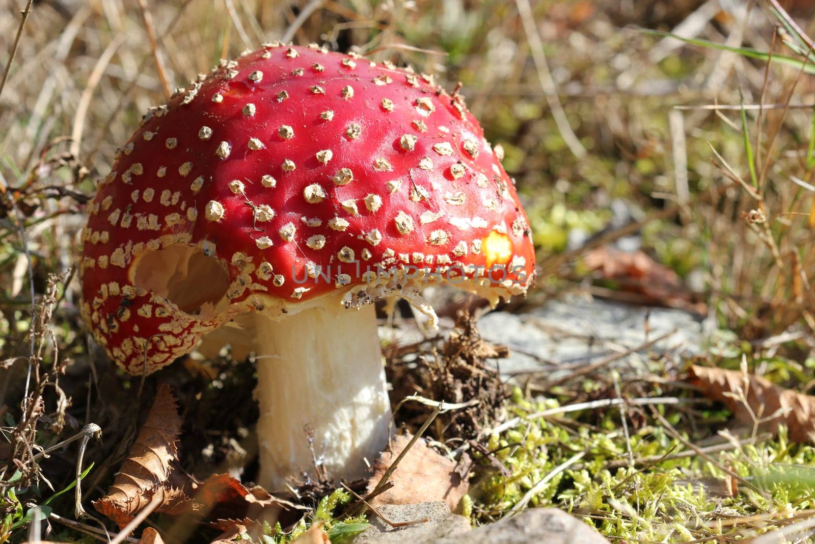 Toadstool in the Kellerwald National Park