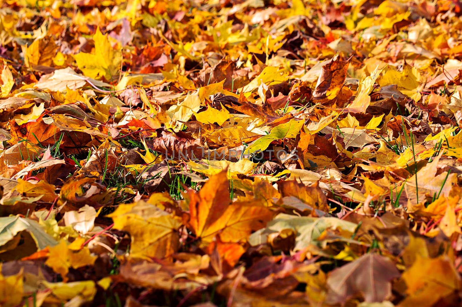 Yellowing maple tree leafes lay on dirty ground