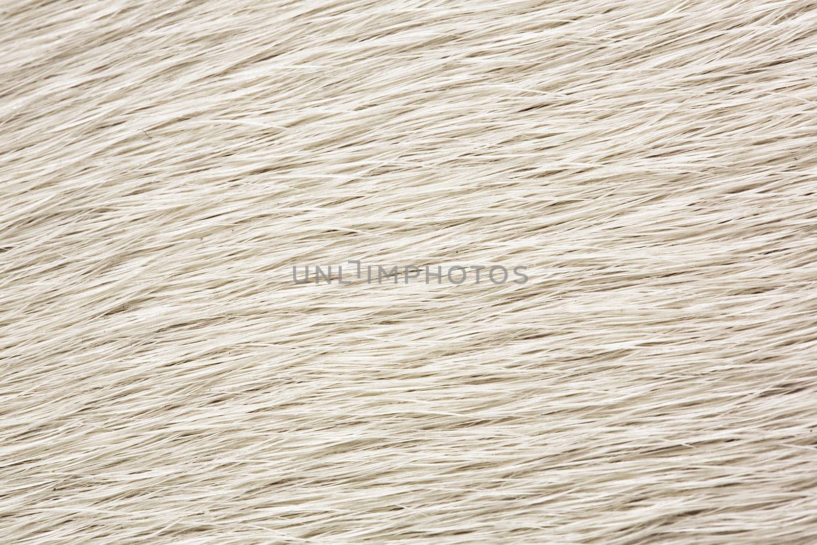 Zoomed white dog fur is clean and brushed