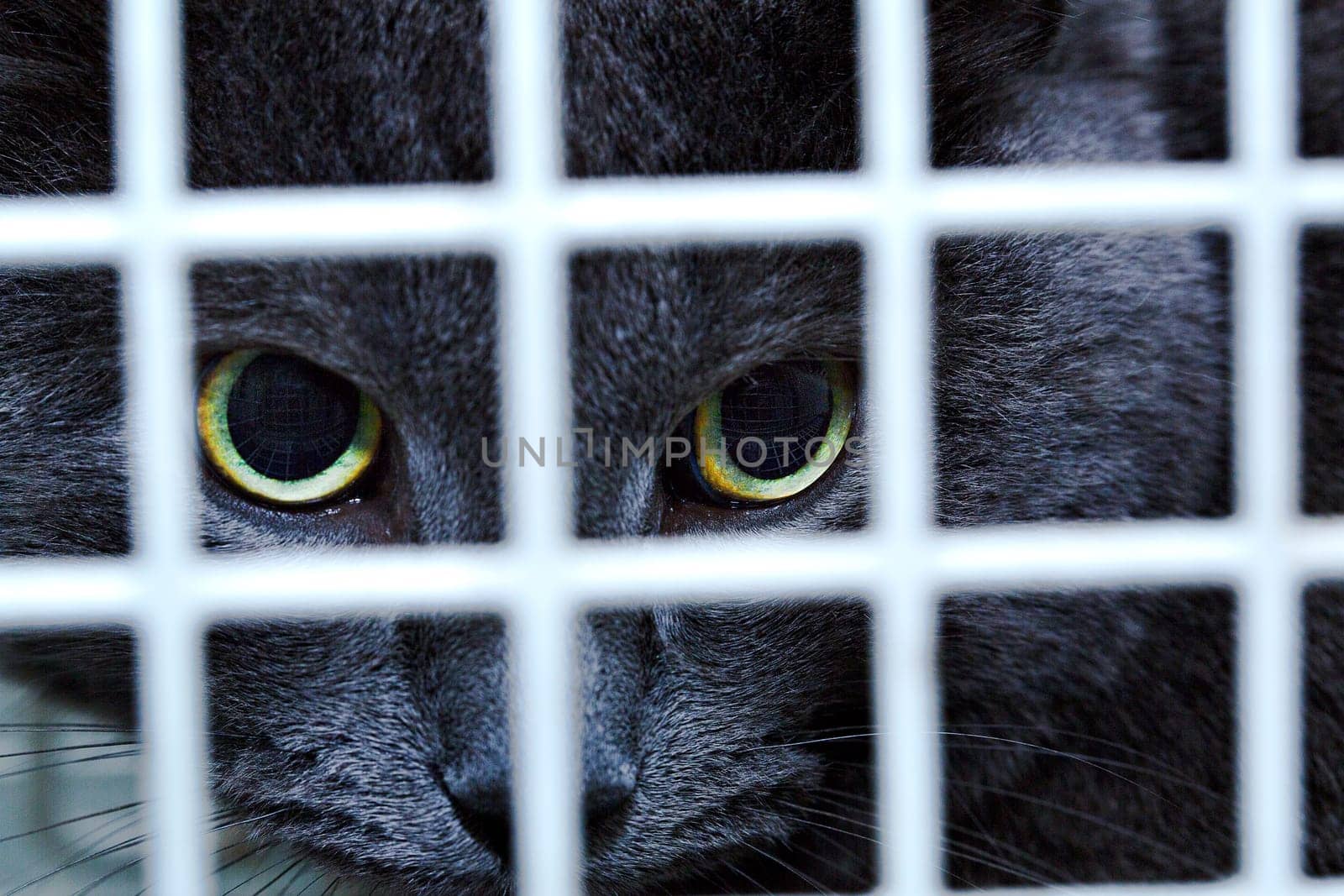 Black female cat behind cage door watch grimly