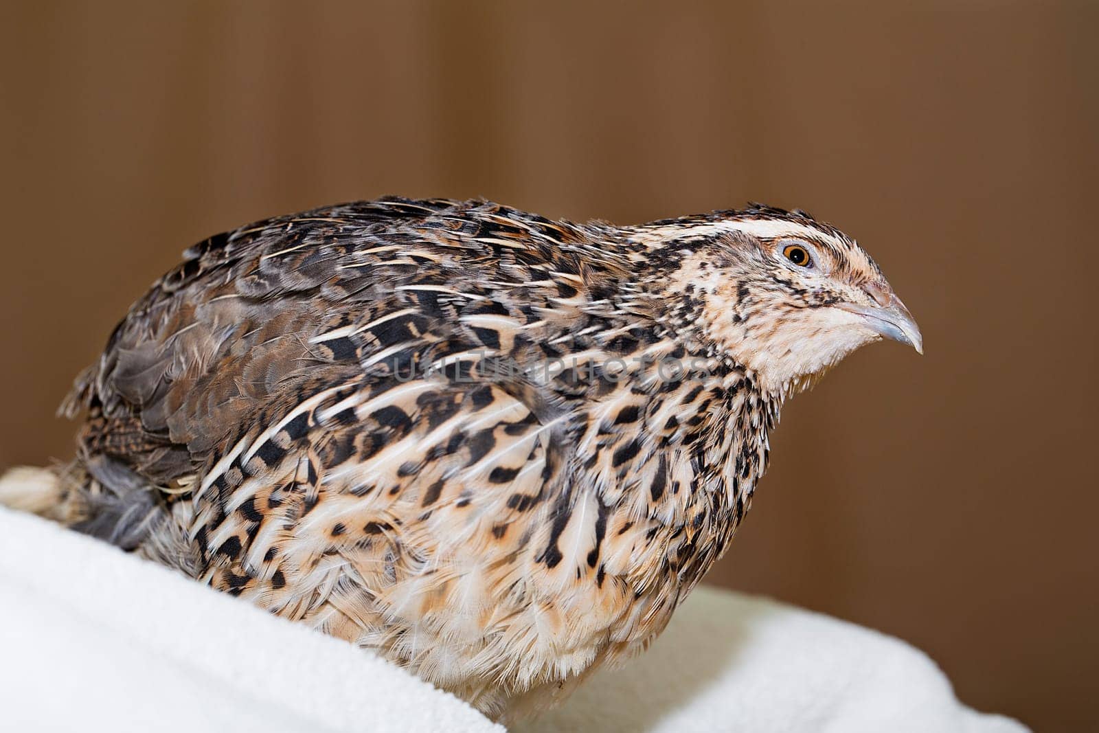 Quail rest at place maded from white textile