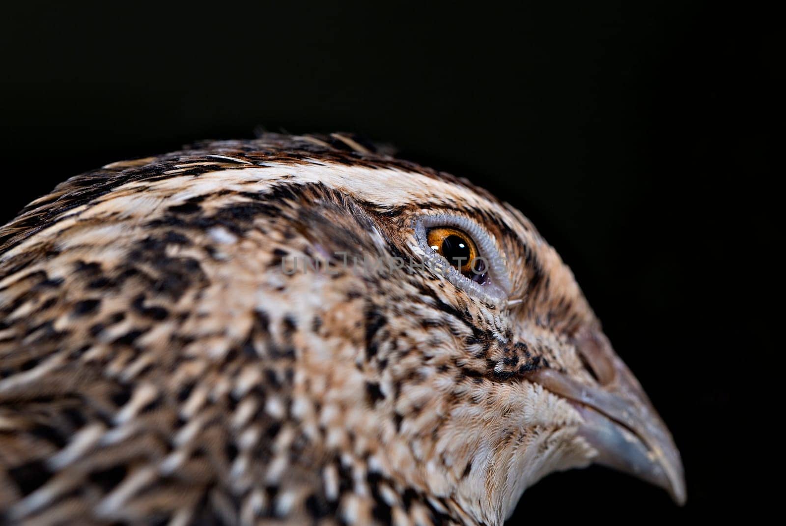 Zoomed quail head has round and sharp eyes
