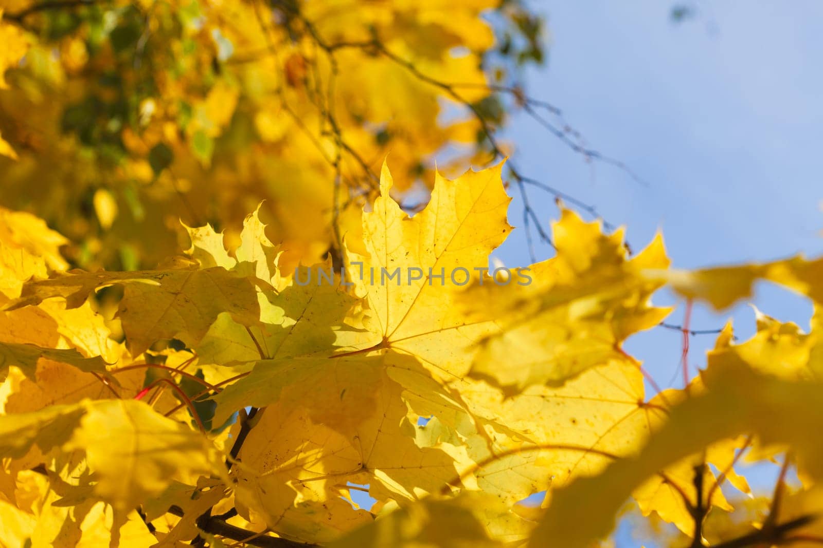 Beautiful autumn mood with leaves in the light of the autumn sun