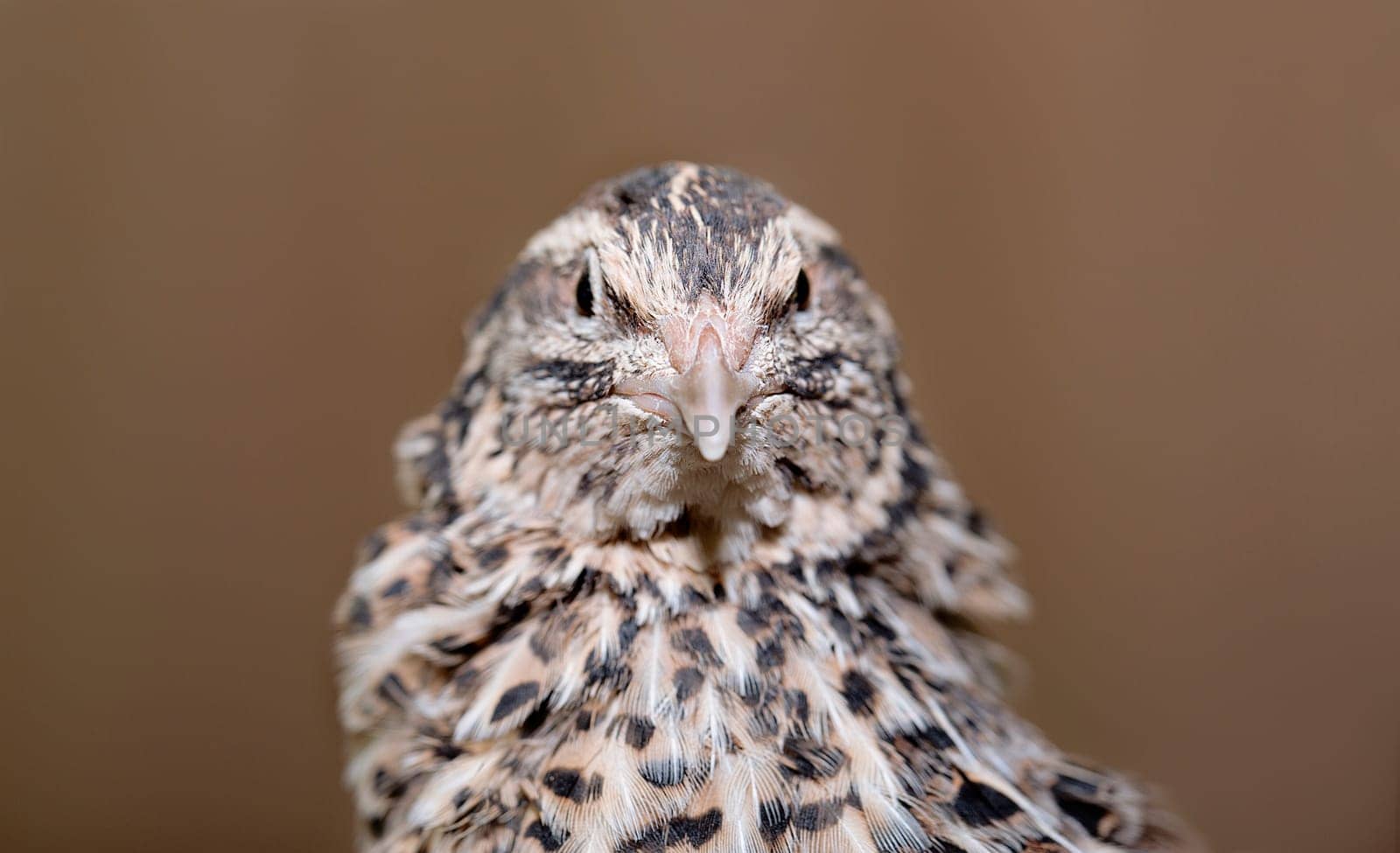 Young quail looking at camera with keen interest