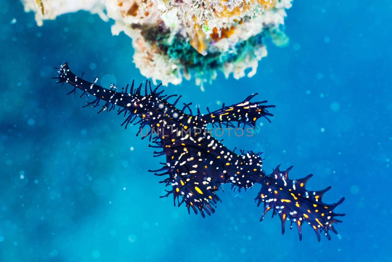 Macro shot of a Ghost pipefish underwater