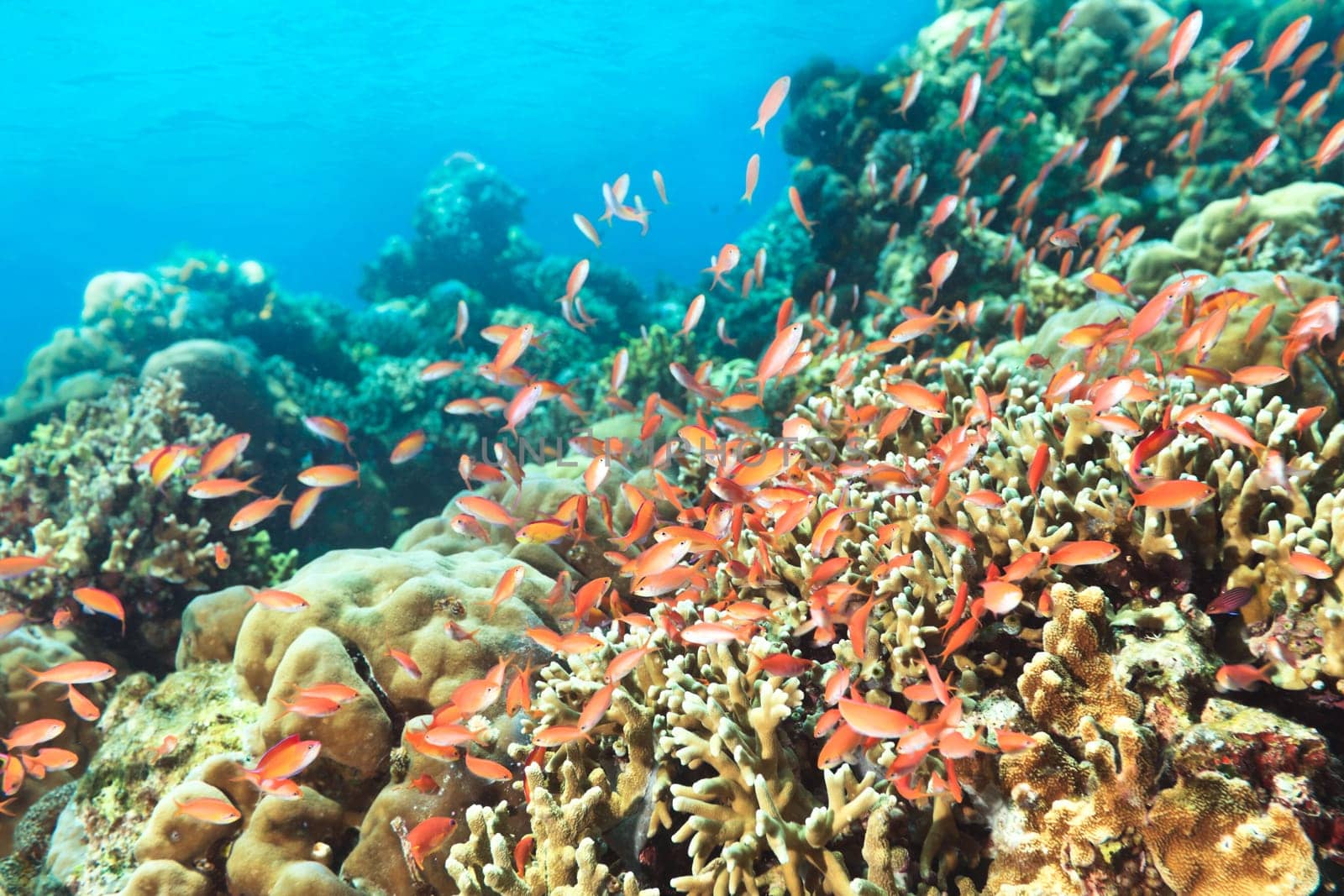 Beautiful view of the coral reef with fishes