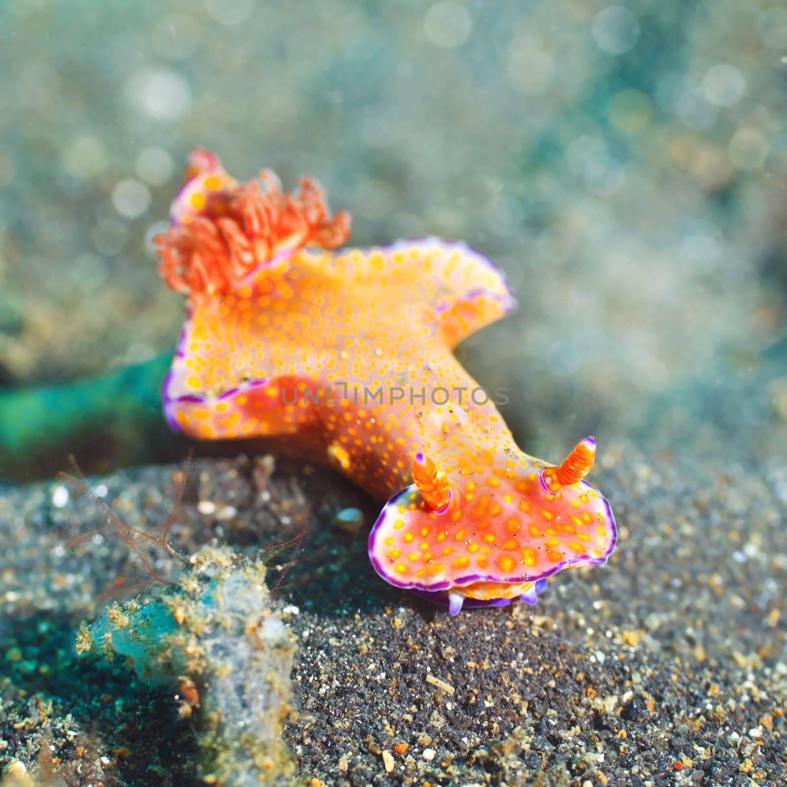 Macro shot of a Ceratosoma trilobatum nudibranch underwater